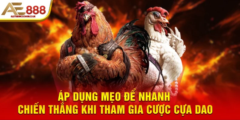 Giới Thiệu Đá Gà Cựa Dao - Xem Cực Đã, Cược Cực Mê 6 Áp dụng mẹo để nhanh chiến thắng khi tham gia cược cựa dao