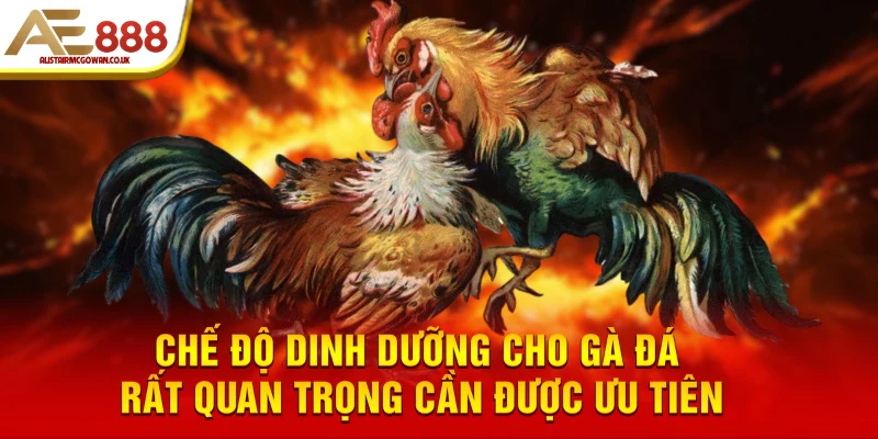 Bật Mí Các Cách Huấn Luyện Gà Đá Hiệu Quả Cho Mọi Sư Kê 6 Chế độ dinh dưỡng cho gà đá rất quan trọng cần được ưu tiên