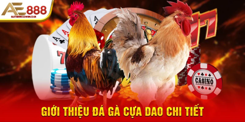 Giới Thiệu Đá Gà Cựa Dao - Xem Cực Đã, Cược Cực Mê 4 Giới thiệu đá gà cựa dao chi tiết