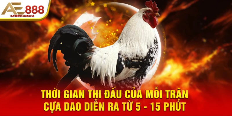 Giới Thiệu Đá Gà Cựa Dao - Xem Cực Đã, Cược Cực Mê 5 Thời gian thi đấu của mỗi trận cựa dao diễn ra từ 5 - 15 phút